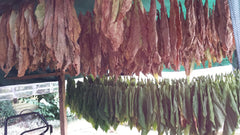 Semi di tabacco 5x1000 Tabacco da fumo autentico 5 varietà Virginia, Red Front, Orient Xanthi, Baden Geudertheimer Fresh. Vendemmia 2025