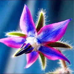 Semi 20 pezzi Borago Officinalis Semi di fiori esotici Giardino fiorito all'aperto Bello e luminoso (Liu Li Ju): 13