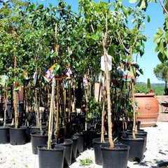 Fortune Pflaumen - Obstpflanze Auf Blumentopf 20 - Baum Max 170 Cm - 2 Jahre Anbau Italien