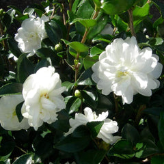 Set di 3 Camelie Gardeners Dream (rosso, bianco e rosa) - Arbusti da fiore sempreverdi resistenti - Piante da giardino resistenti - Piante da balcone resistenti - Piante da vaso resistenti