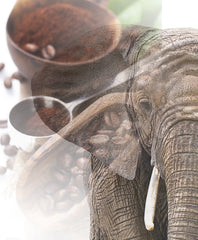 Jumbo Kaffee | Elefantenkaffee Maragogype (1000 g, Ganze Bohnen) - Die größten Bohnen der Welt, ohne Säure, extra mild