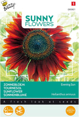 Fiori soleggiati, girasoli, sole serale