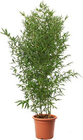 KENTIS - Bambusa Aurea Mit Jutedekoration Für Vase - Bambus Pflanze - Echte Winterharte Pflanzen Für Garten - Balkon Pflanze - Hoch 170-200 Cm Topf Ø 24 Cm