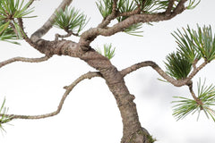 KENTIS - Kiefernbonsai - Pinus Parviflora Pentaphylla - Echter Dekorativer Freilandbonsai - Echte Pflanzen - H 35-45 Cm Topf Ă 17 Cm