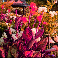 Mix di bulbi da fiore, bulbo magico misterioso, piantagione resistente, bulbo da fiore perenne resistente all'inverno, bulbi resistenti - 3 bulbi di orchidea