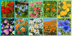 Set di semi di fiori di campo, 10 varietà, 28.000 semi, mix di fiori di campo con papaveri, campanule, calendule, margherite e altro, tutti confezionati singolarmente