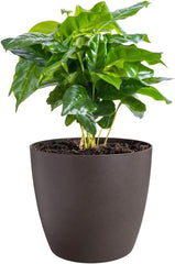 elho The Coffee Collection, ghiveci rotund de interior, 18 cm, fabricat din zaț de cafea și plastic reciclat - maro/maro espresso