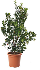 KENTIS - Fragole (Arbutus unedo) – Piante rustiche per il giardino – Pianta sempreverde, vera – Altezza 80-100 cm, vaso Ø 24 cm