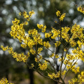 Zaubernuss, Zaubernuss Strauch, Für Sonnige Plätze Hamamelis Mollis, Exotische Gartendeko Für Draußen Balkonpflanzen Winterhart Mehrjährig Herbstblumen 200Samen