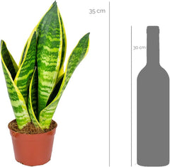 Bloomique - Sansevieria Superba - Bogenhanf - Sukkulenten - Zimmerpflanzen - Sehr Pflegeleicht - Höhe 20-30 Cm - Topf 9 Cm