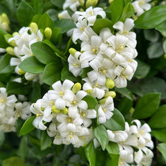 Murraya Exotica, Balkonpflanzen Kräutersamen, Stauden Winterhart Mehrjährig Bio Kräutergarten Geschenk Sträucher Garten Pflanzensamen 120Samen