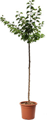 KENTIS – Aprikosen Pflanzen – Aprikosenbaum – Echte Outdoor Pflanzen – Garten Obstbaum – Obstpflanzen - Topf Ø 24 Cm