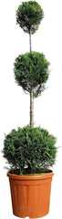 KENTIS - Cupressocyparis Leylandii - Drei Ball Zypressen - Echte Winterharte Pflanzen Für Garten - H 140-160 Cm Topf Ø 30 Cm