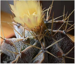 Stk - 5X Astrophytum Ornatum - Sternkaktus Kakteen Kaktus Pflanzen - Samen ID1649 -