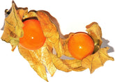 Peruanische Andenbeere -Physalis Peruviana (Edulis) - Samen - (100)
