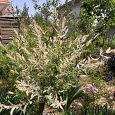 Harlekinweide, Sträucher Garten Salix Integra, Seltene Exotische Immergrüne Sträucher Topfpflanzen Draußen Winterhart Hochbeet 20Samen
