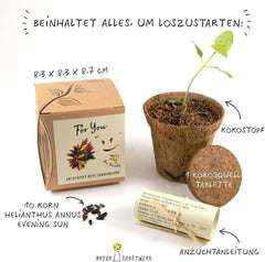 Kit cadou pentru creșterea plantelor - Sunflower Sunset, inclusiv ghiveci, substrat și instrucțiuni de creștere