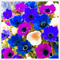 Mix di bulbi da fiore, bulbo magico misterioso, piantagione resistente, bulbo da fiore perenne resistente all'inverno, bulbi resistenti - 3 bulbi di orchidea