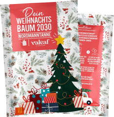 Albero di Natale 2030 - Semi di albero di Natale Nordmann per piantare un albero di Natale, ideale come regalo di Natale segreto di Babbo Natale