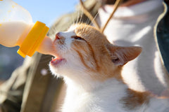 Foozia puro latte di capra in polvere - senza additivi per esseri umani e animali