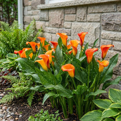 Calla Bulbs Hardy Perenne - Zantedeschia Orange Passion (Arancio) - 5 bulbi da fiore grandi - Piante vere dell'Olanda - Per giardino e vasi (non semi, non artificiali)