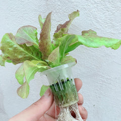 Kit di coltivazione idroponica Sistema di coltivazione idroponica in PVC 2 strati 72 fori Kit di coltivazione sistema idroponico Sistemi di coltivazione di piante fuori suolo Sistema di coltivazione idroponica fuori suolo in acqua