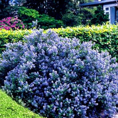 Gardeners Dream Ceanothus 'Yankee Point' Kalifornischer Flieder Im Topf - Blühende & Immergrüne Flieder Pflanze - Winterharte Sträucher - Pflanzen Für Garten & Balkon - Winterharte Kübelpflanzen