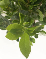 KENTIS - Fragole (Arbutus unedo) – Piante rustiche per il giardino – Pianta sempreverde, vera – Altezza 80-100 cm, vaso Ø 24 cm