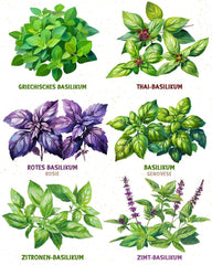 Semi di basilico biologico in set da 6 - 6 semi di basilico per una facile coltivazione in giardino, balcone o aiuola rialzata - Semi di piante - Piantine