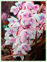 Mix di bulbi da fiore, bulbo magico misterioso, piantagione resistente, bulbo da fiore perenne resistente all'inverno, bulbi resistenti - 3 bulbi di orchidea