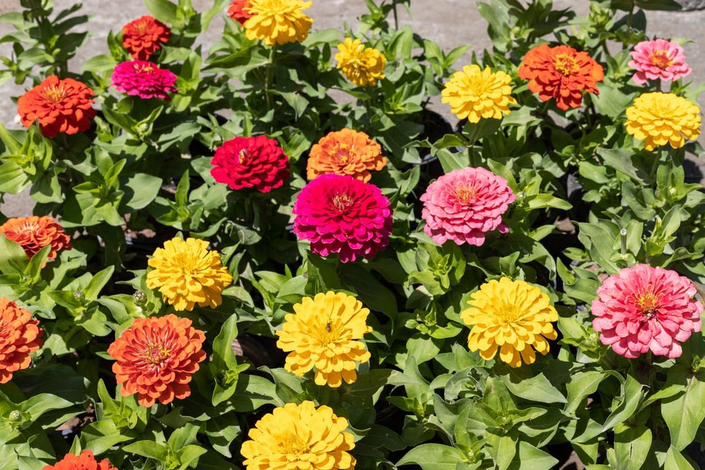 500 semi di zinnia e dalia, mix colorato, fiori da giardino, strati di fiori, vasi da balcone
