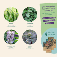 Magic Garden Seeds - Erbe per gatti: erba gatta, valeriana, salvia e erba gatta - Scatola di semi con 4 piante per gioco, stuzzichini e relax