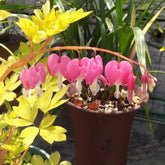 Tränendes Herz, Dicentra Spectabilis - Zierblumen Für Sonnige Plätze Hecken Sträucher Winterhart Blühend Bonsai Balkon Blumensamen Schattenpflanzen Wildblumensamen Balkonblumen 70Samen