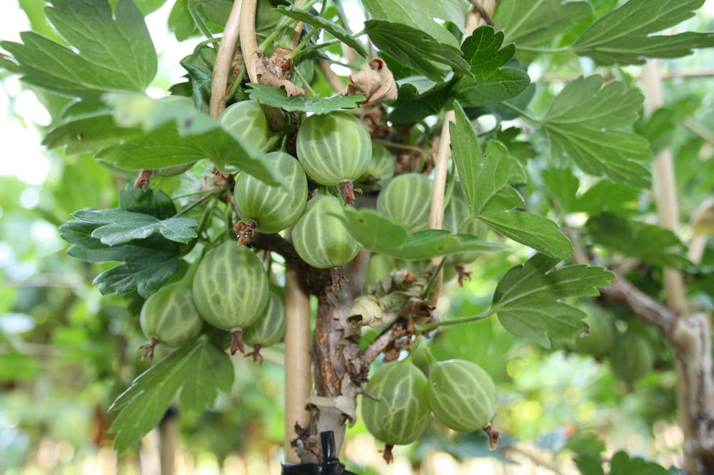 Ribes Uva-Crispa 'Mucurines' Hochstamm 120 Cm – Winterhart, Mehrjährig, Pflegeleicht – Stachelbeere – Beerenobst Für Garten & Kübel