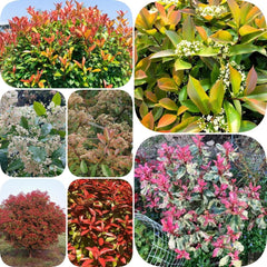 Glanzmispel Red Robin - Outdoor Schnell Wachsende Sträucher Exotische Balkonpflanzen Bodendecker Blühende Sträucher Winterhart Bio Gartendeko Für Draußen Geschenke Für Gärtner 600Samen