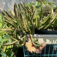 Stapelia - Balkonpflanzen Seltene Sukkulenten Grünpflanzen Zimmerpflanzen Balkongewächshäuser Für Sonnige Plätze Kräuterpflanzen Dekopflanzen Wohnzimmer Deko Bio Exotische Alte 15Samen