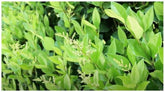 Stk - 10X Ligustrum Japonicum Japanischer Liguster Garten Pflanzen - Samen B1258 -