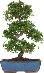 KENTIS - Zelkova Bonsai Baum Echt - Zelkoven Gartenbonsai Und Zimmerbonsai - H 45/55 Cm Topf 27,5 Cm