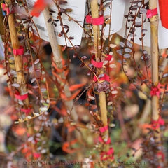 Schwarze Blaubeeren Riesige Amerikanisch Vielfalt Elliot - Obstpflanze Antik Auf Blumentopf 20 - Baum Max 50-100 Cm – 2 Jahre Anbau Italien