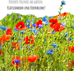 Semi di Centaurea cyanus - Fiori belli e vivaci con un lungo periodo di fioritura per un prato fiorito colorato (Mix, 1000 semi, 80 cm)