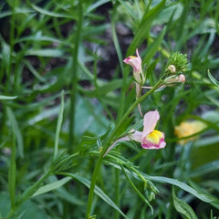 Lină marocană (Linaria maroccana) aprox. 2000 de semințe ale florii anuale de vară, floare tăiată cu înflorire îndelungată