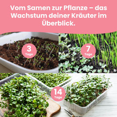 LERAVA Kräutersamen Set – 12 Sorten: Basilikum Samen, Parsilie Samen, Koriander, Origano & mehr – Saatgut für frische Kräuter im Garten oder Topf, Premium Samen für Küche & Balkon - Samen set, semi