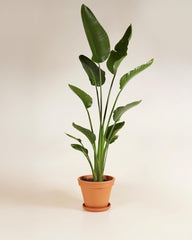 Strelitzia Nicolai Paradiesvogelblume - Zimmerpflanze - Zimmerpflanzen, Pflanzen Echt, Nachhaltige Verpackung - 27Cm Topf - Höhe 160Cm - Direkt Von Der Gärtnerei