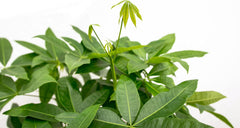 Trendyplants - Pachira Aquatica - Geldbaum - Zimmerpflanze - Höhe 110-130 Cm - Topfgröße Ø24Cm