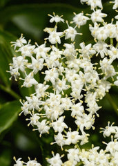 50 Samen Von Sambucus Nigra (Holunder Oder Schwarzer Holunder)
