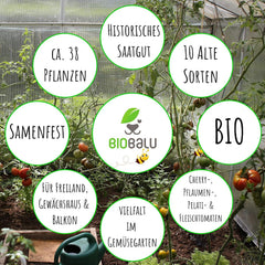 Tomatensamen Bio - 10 Alte Sorten in Einzelpackungen - Historisches Saatgut Set Tomaten, Saatgut RaritĂ€ten in BioqualitĂ€t, Samenfeste & Seltene Tomatensorten FĂŒr - Geschenkset