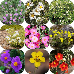 Zistrose Hecken Sträucher Herbst Deko Zistrosesamen Deko Wohnzimmer Balkon Sommerblumen Topfpflanzen Nachhaltige Geschenke Exotische Bio Grünpflanzen Blumensamen Gastgeschenk 160Samen