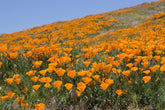 1000 semi di papavero della California (Eschscholzia californica), prato di fiori selvatici, pascolo di api.