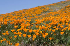 1000 semi di papavero della California (Eschscholzia californica), prato di fiori selvatici, pascolo di api.