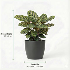 Luftreinigende Pflanzen – 6Er Set Echte Zimmerpflanzen Mit Seegras Töpfen – Tierfreundliche Und Pflegeleichte Grünpflanzen – Ideal Für Wenig Licht – Ø 12 Cm ↥ 40 Cm